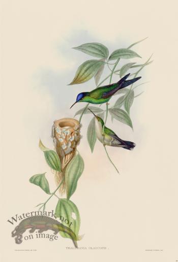 Gould Hummingbird 099